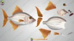 Colorful Fish Bundle Set - Image 3
