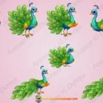 Beautiful Indian Peacock Character - 2D Rigged Bird for Adobe Animate