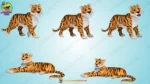 2D Cartoon Tiger Animal Character Set - Animated Jungle Predator Poses