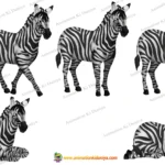 2D Animated Zebra Character Pack for Safari & Educational Stories
