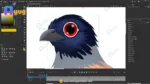 Coucal (Bharadwaj) Bird – Ultimate 2-Variant Rigged or Animated Adobe Animate CC - Image 6