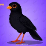 Black Koyal Bird Character – Ultimate 2-Variant Rigged or Animated for Adobe Animate CC