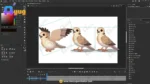 Dove Bird Character – Ultimate 2-Variant Rigged or Animated for Adobe Animate CC - Image 3