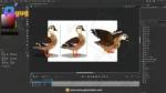 Professional Brown Duck – Ultimate 2-Variant Rigged or Animated for Adobe Animate CC - Image 3
