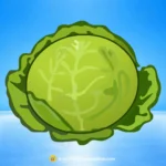 Fresh Green Cabbage