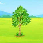 Eucalyptus Tree