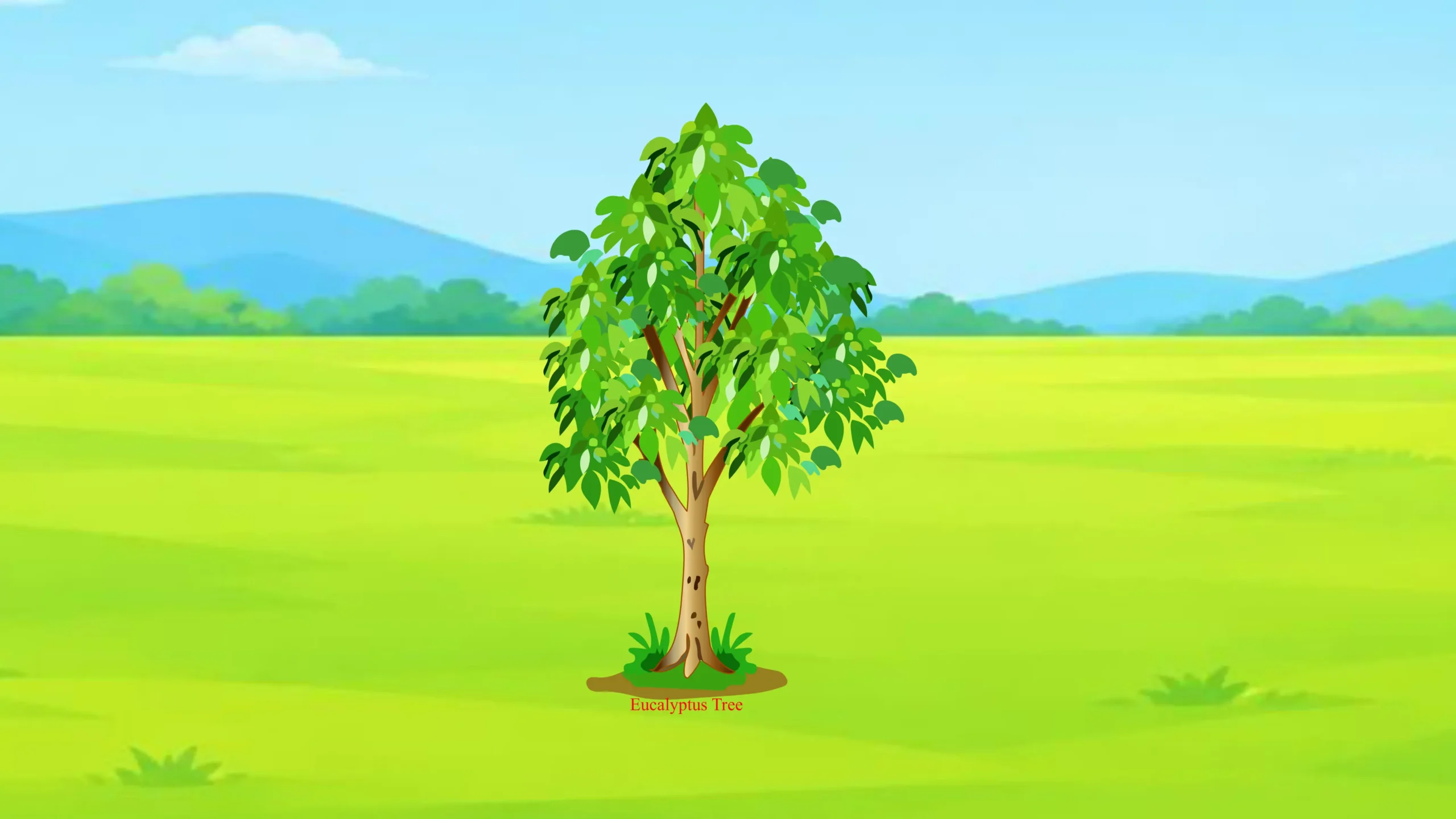 Eucalyptus_Tree Thumbnail Eucalyptus Tree - Image 1