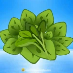Fresh Spinach