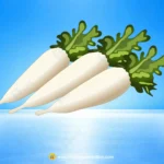 Fresh White Radish