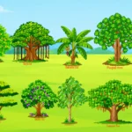 Indian Trees Collection